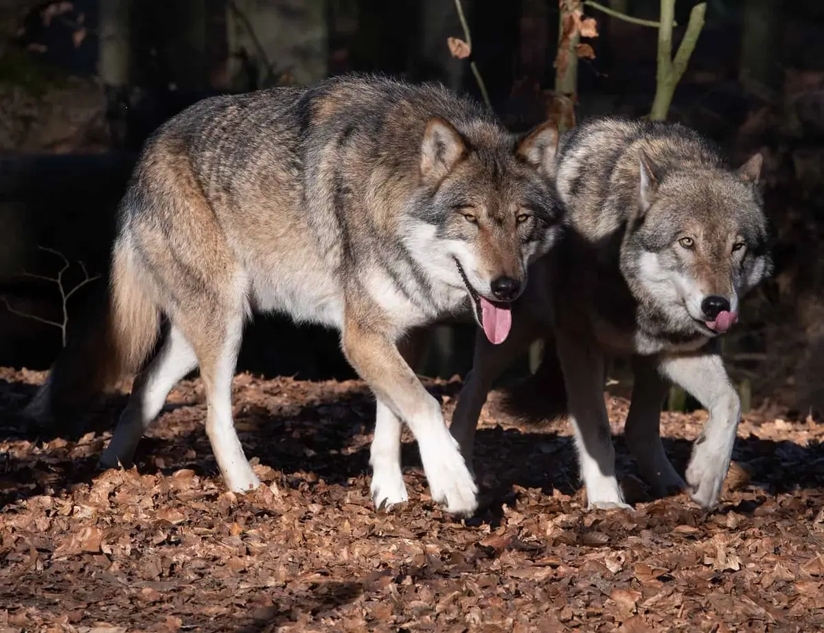 Tierpark Kunsterspring