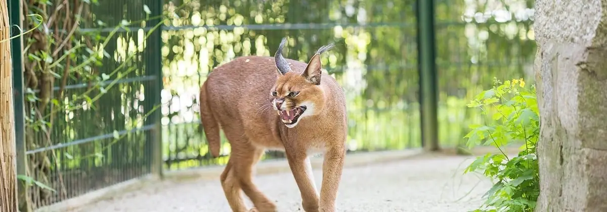 Der Tierpark Senftenberg