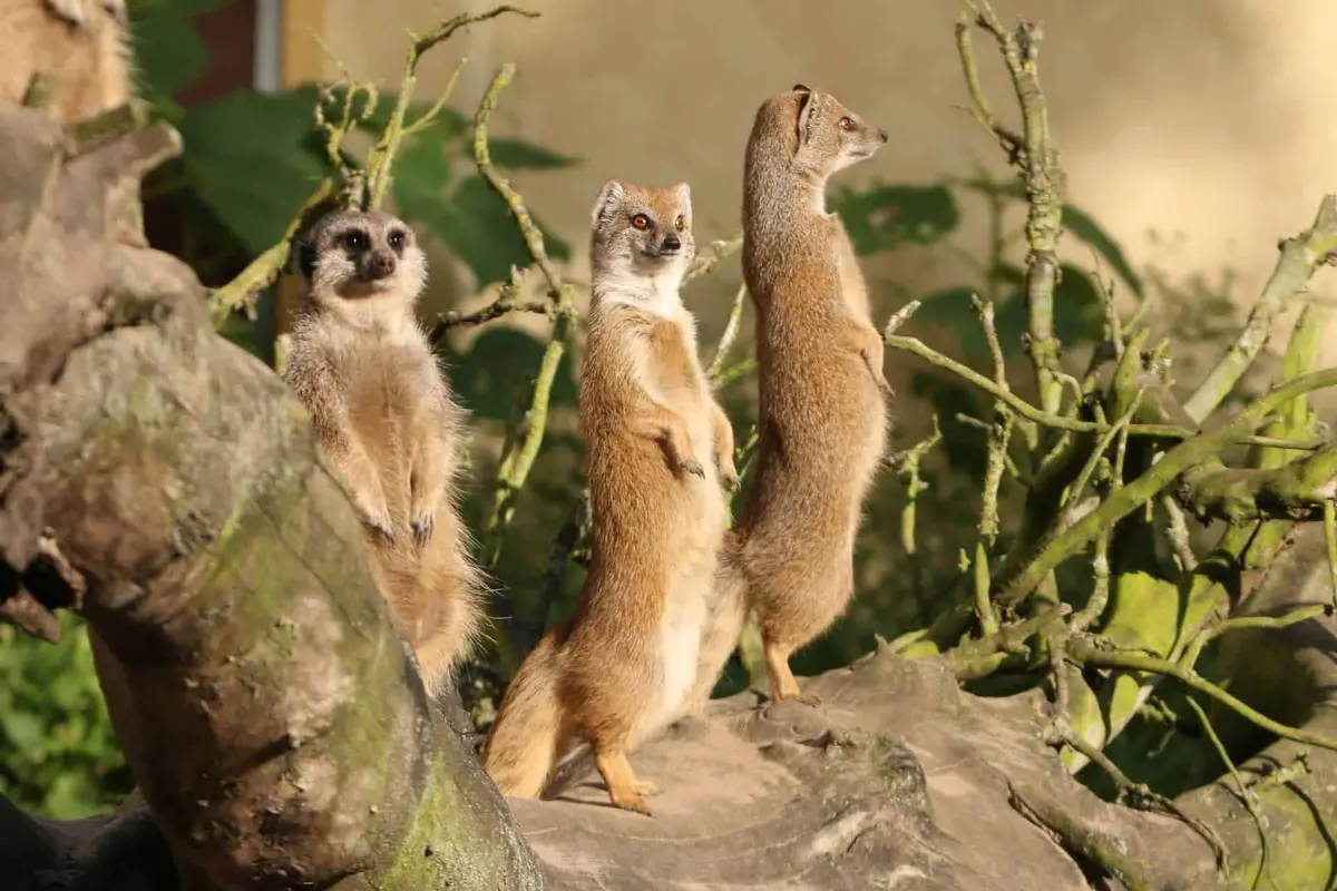 Tierpark Ströhen
