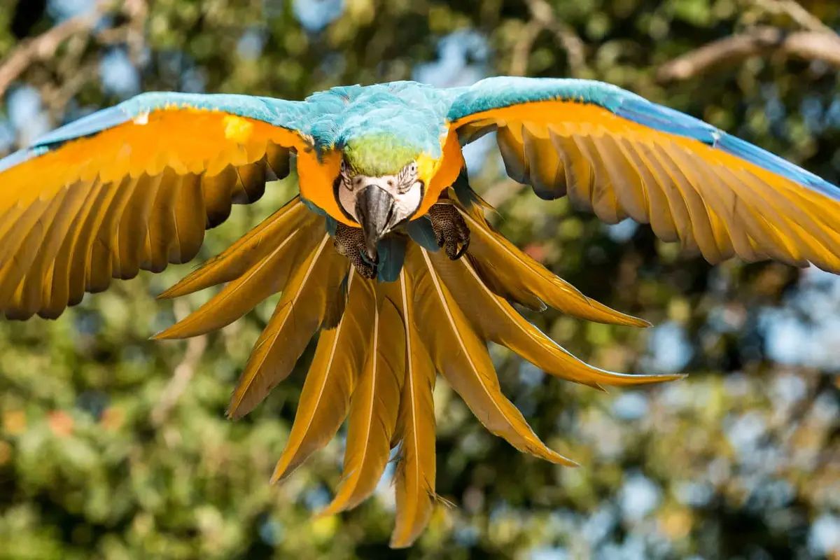 Vogelpark Heiligenkirchen