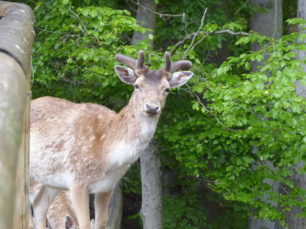 Der Wild-Freizeitpark-Westerwald
