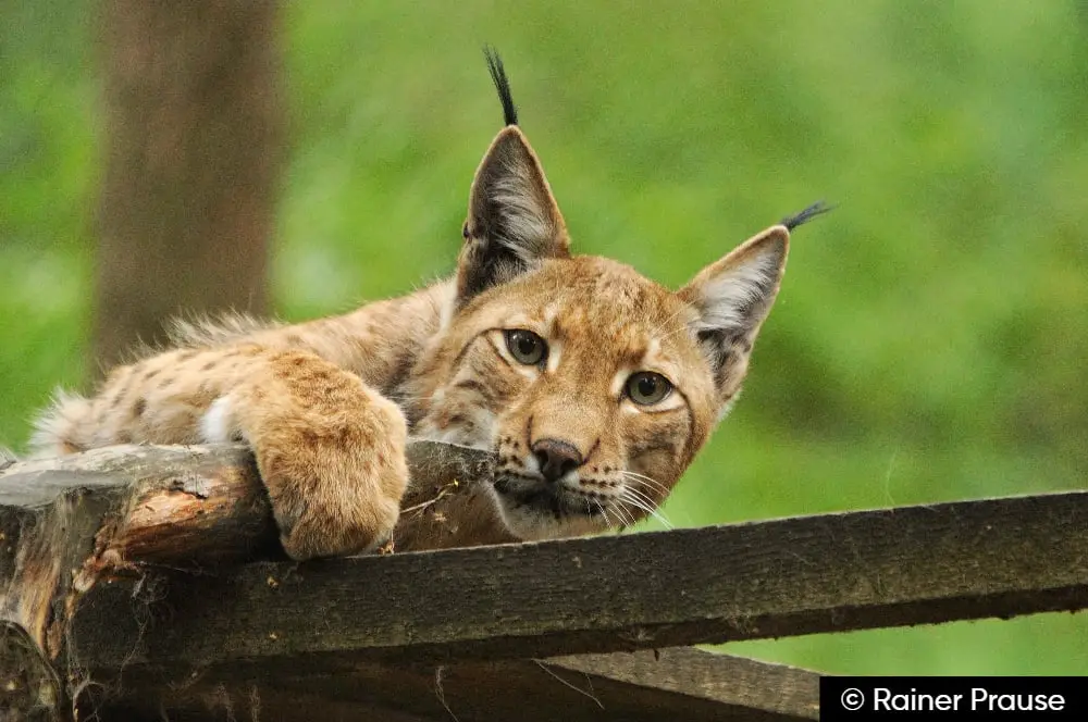Wildpark Alte Fasanerie Hanau