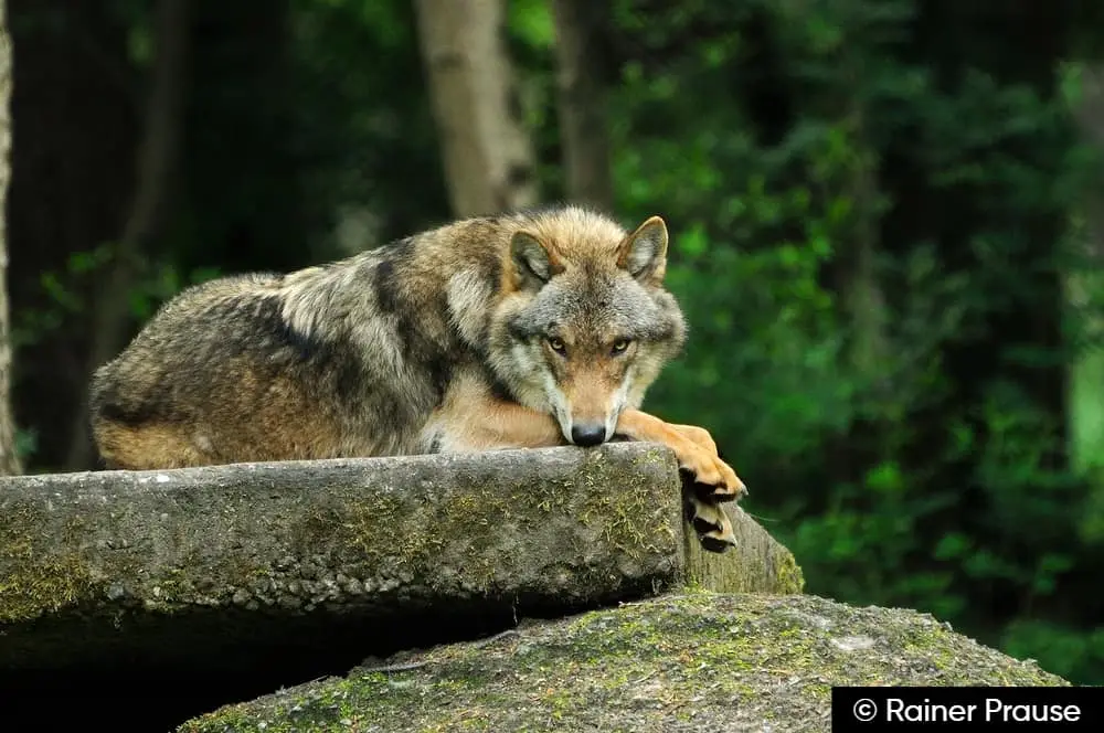 Wildpark Alte Fasanerie Hanau