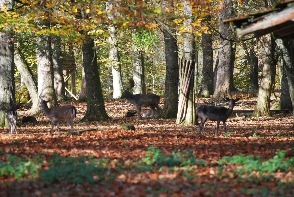 Wildpark Eichert