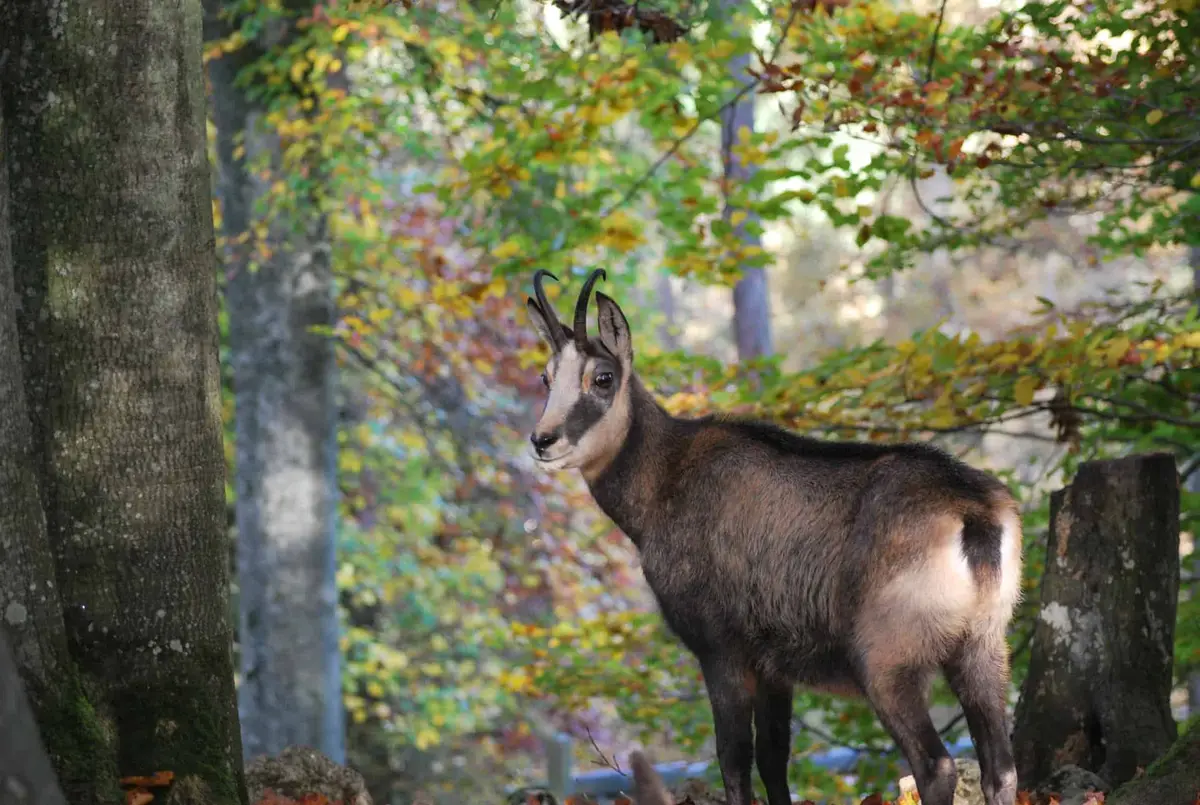 Wildpark Eichert