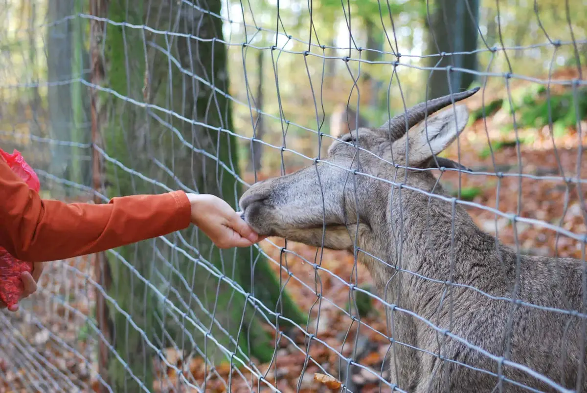 Wildpark Eichert