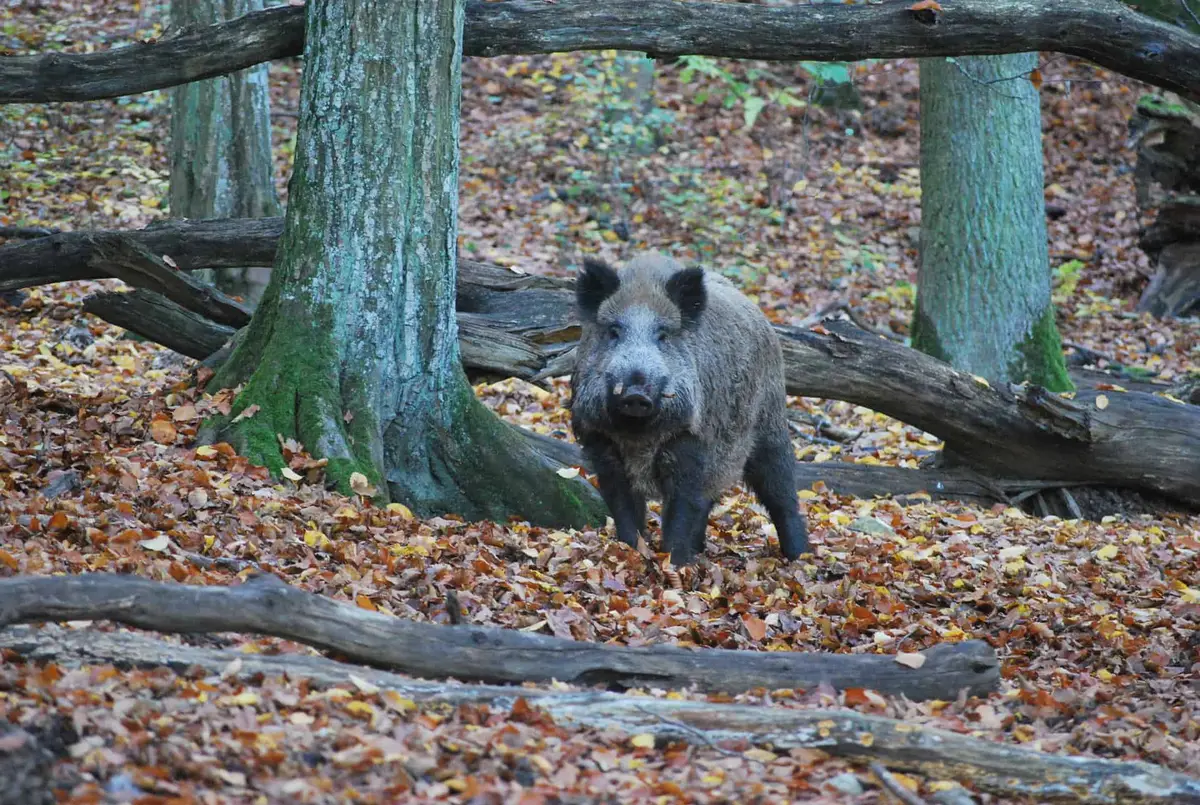 Wildpark Eichert