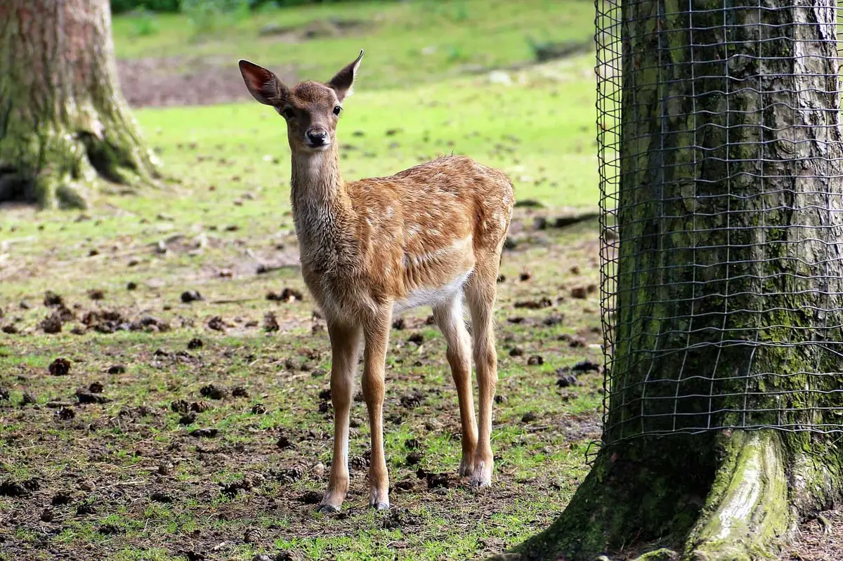 Wildpark Lüneburger Heide Damwild