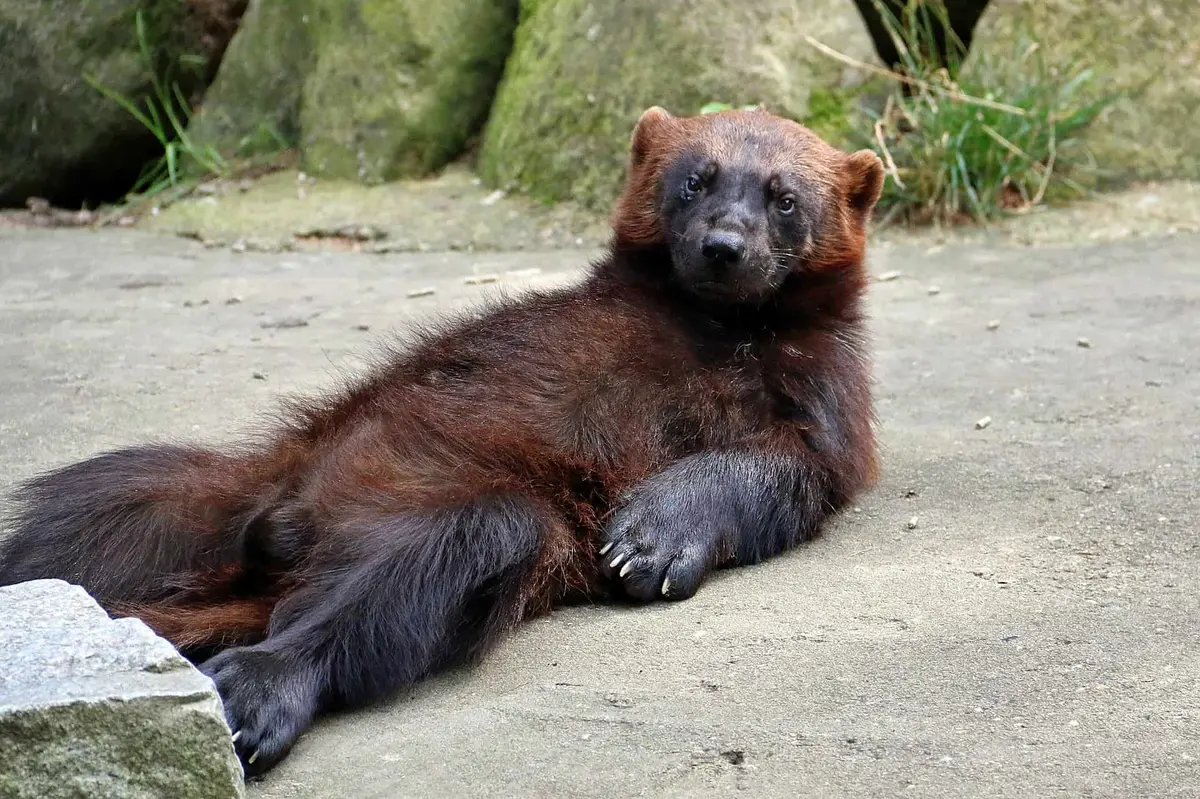 Wildpark Lüneburger Heide Vielfraß