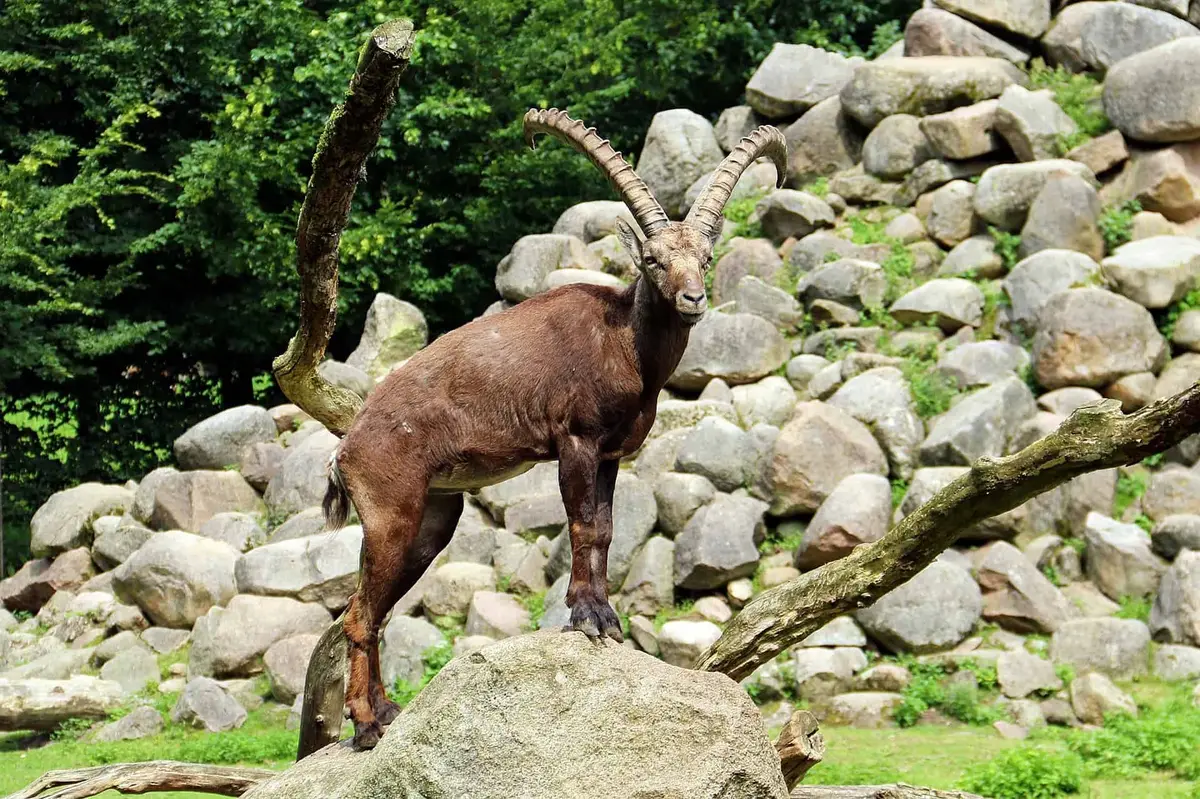 Wildpark Lüneburger Heide Widder