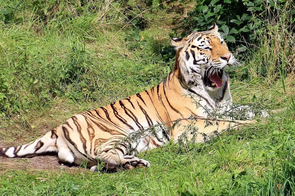 Wildpark Lüneburger Heide Tiger