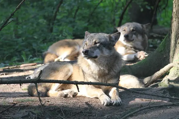 Wildpark-MV