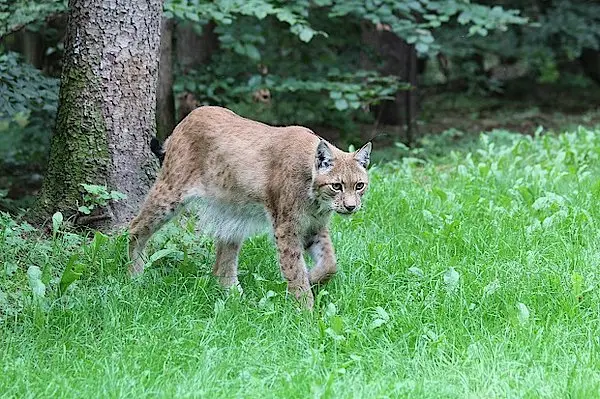 Wildpark-MV