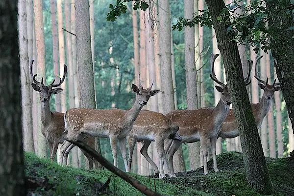 Wildpark-MV