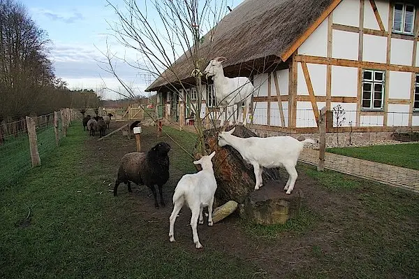 Wildpark-MV
