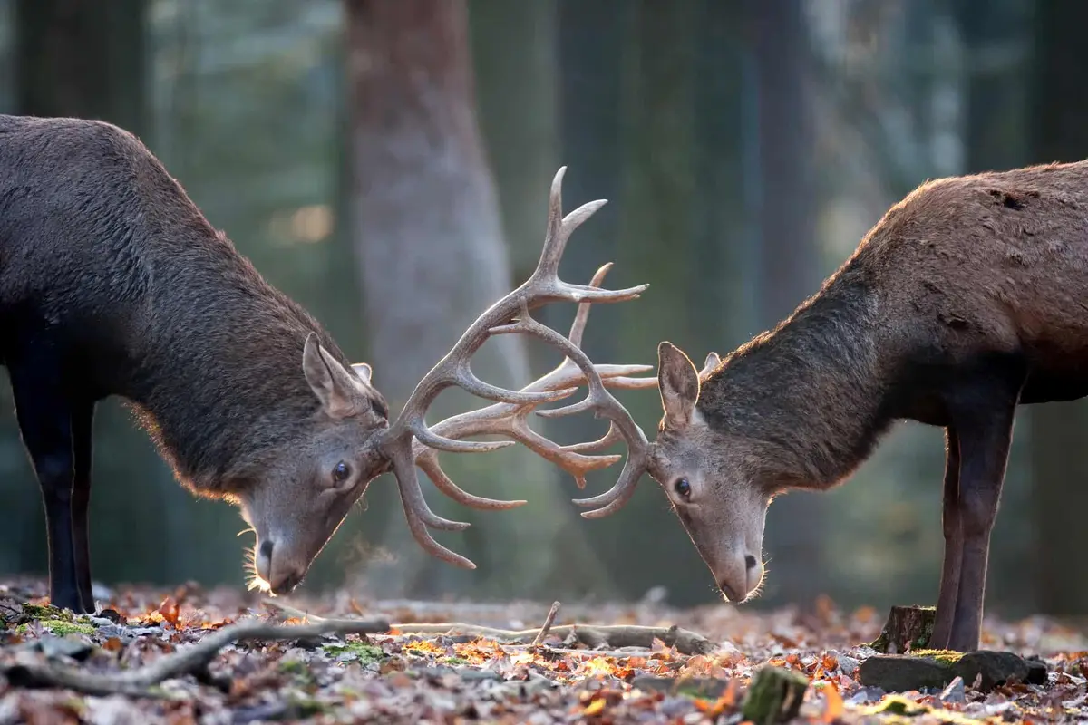 Wildpark Pforzheim