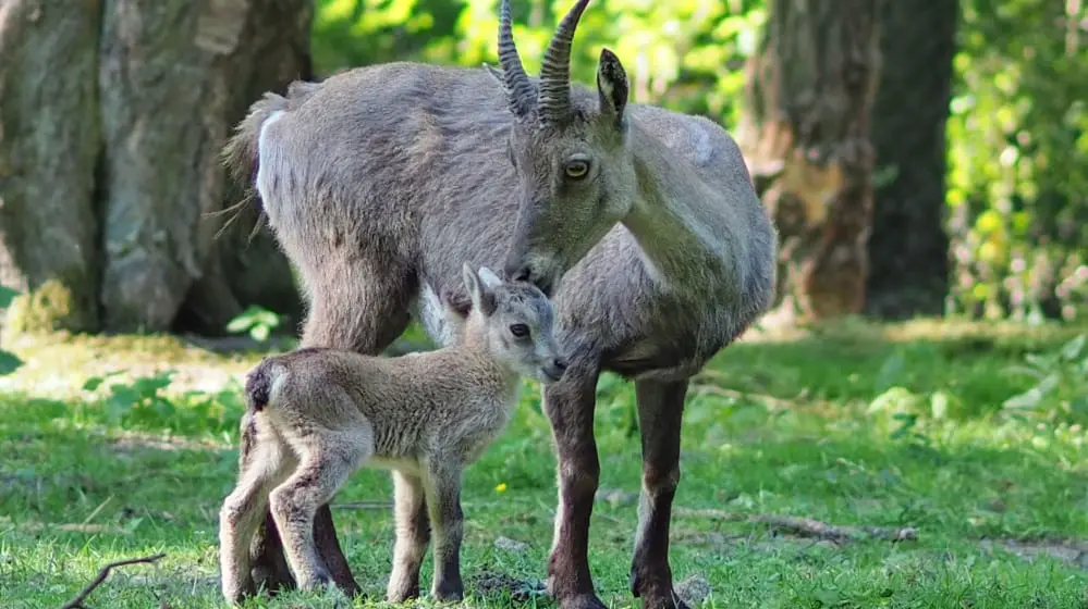 Wildpark Saarbrücken