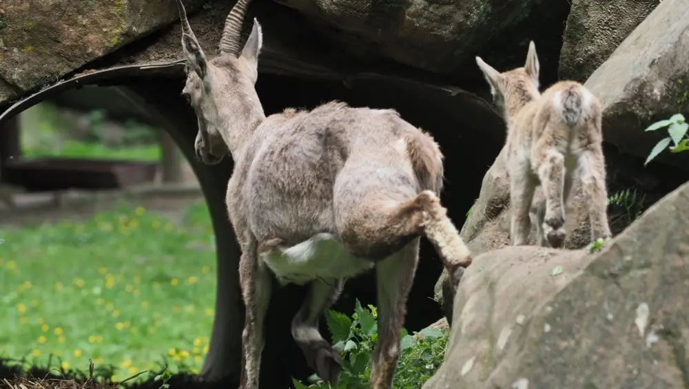Wildpark Saarbrücken