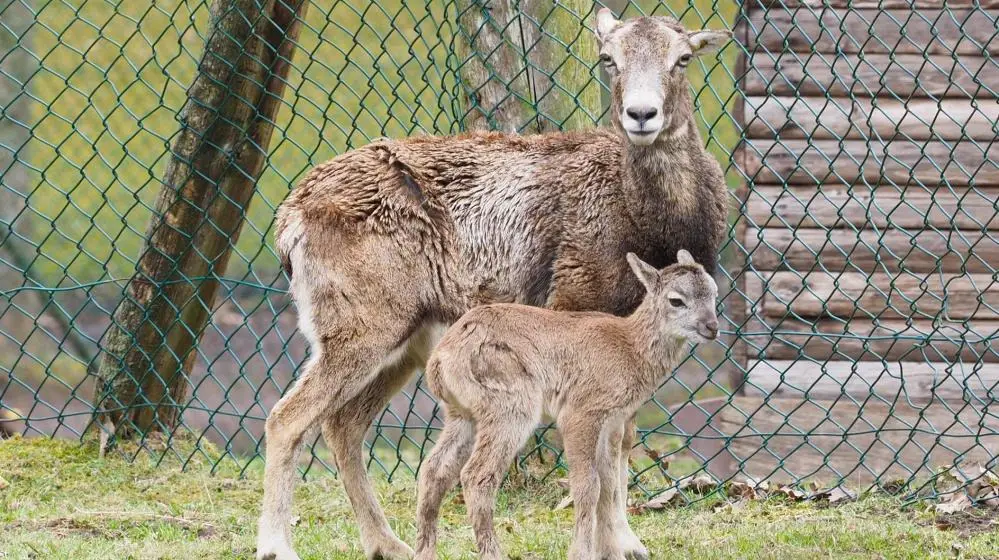 Wildpark Saarbrücken
