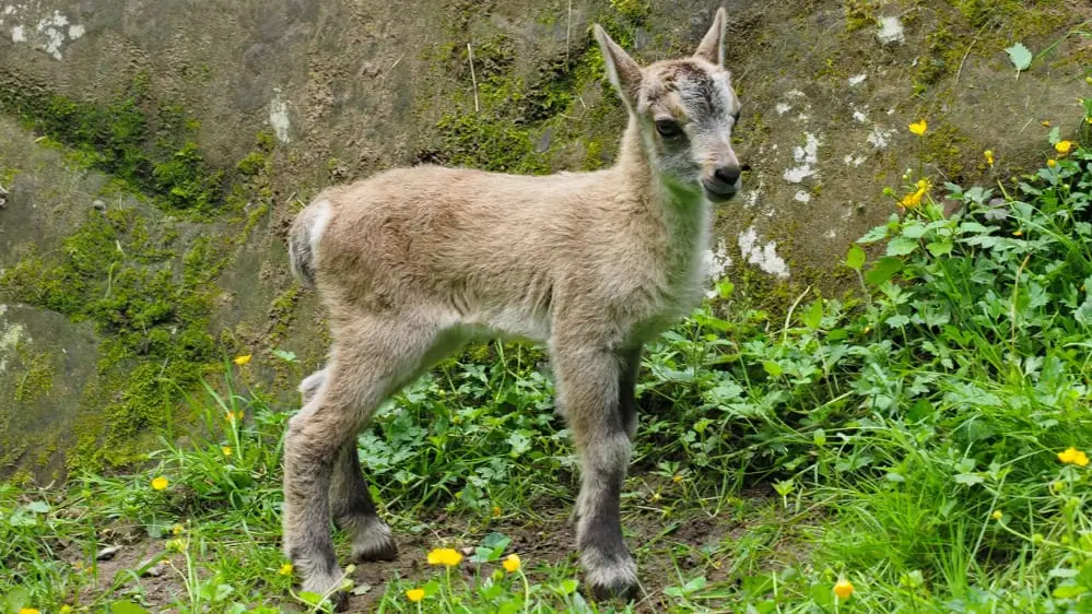 Wildpark Saarbrücken