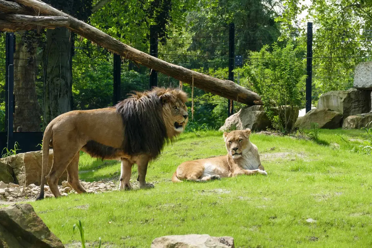 Zoo Heidelberg