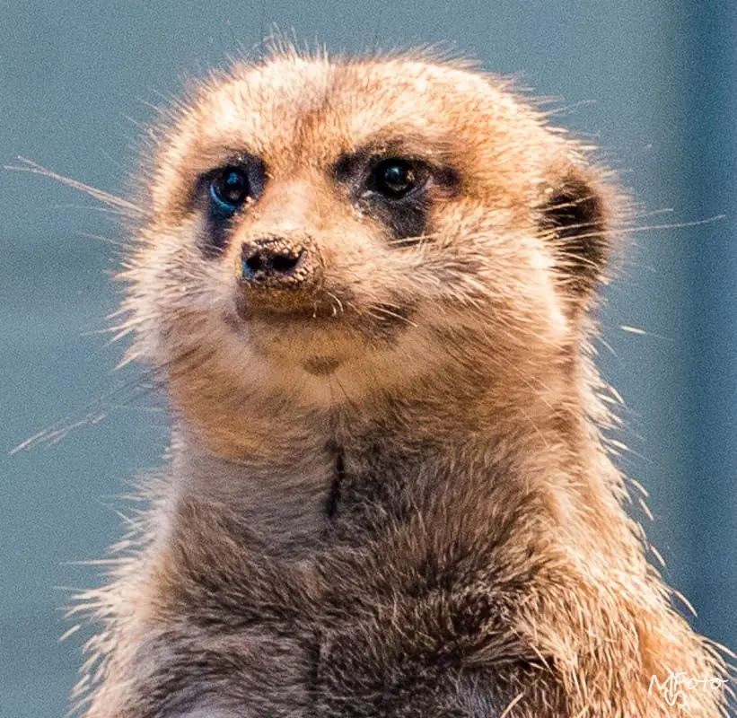 Zoo Kaiserslautern