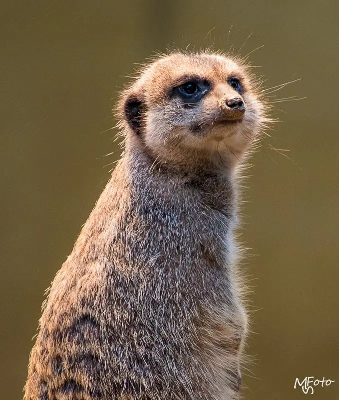 Zoo Kaiserslautern