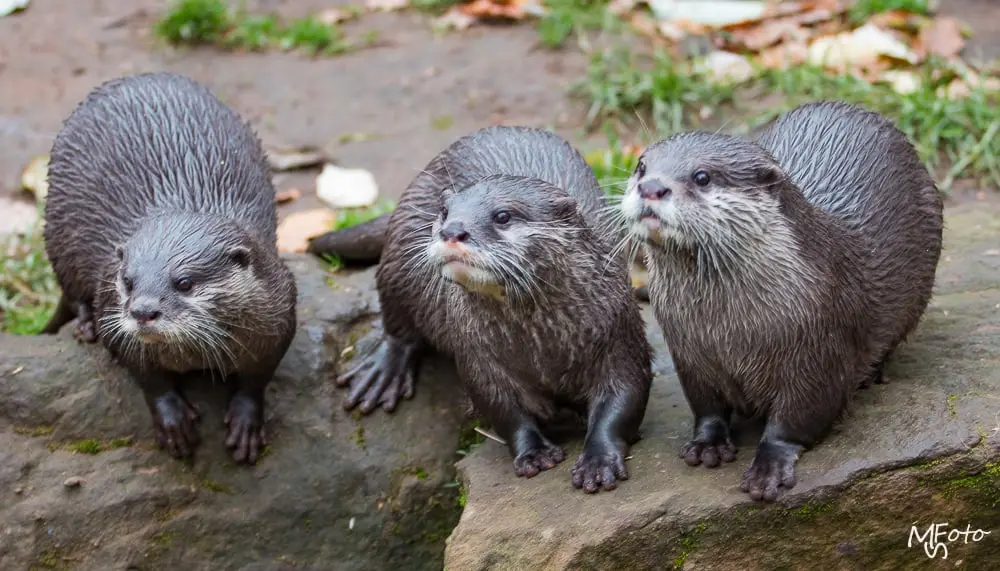 Zoo Kaiserslautern
