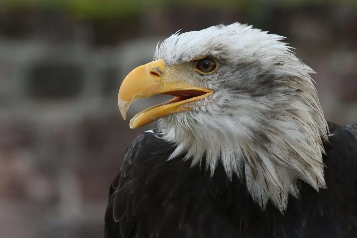 Zoo Kaiserslautern