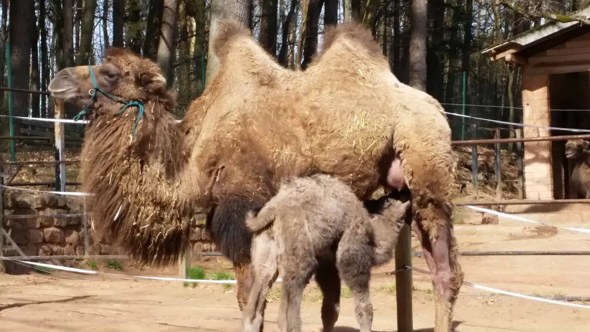 Zoo Kaiserslautern