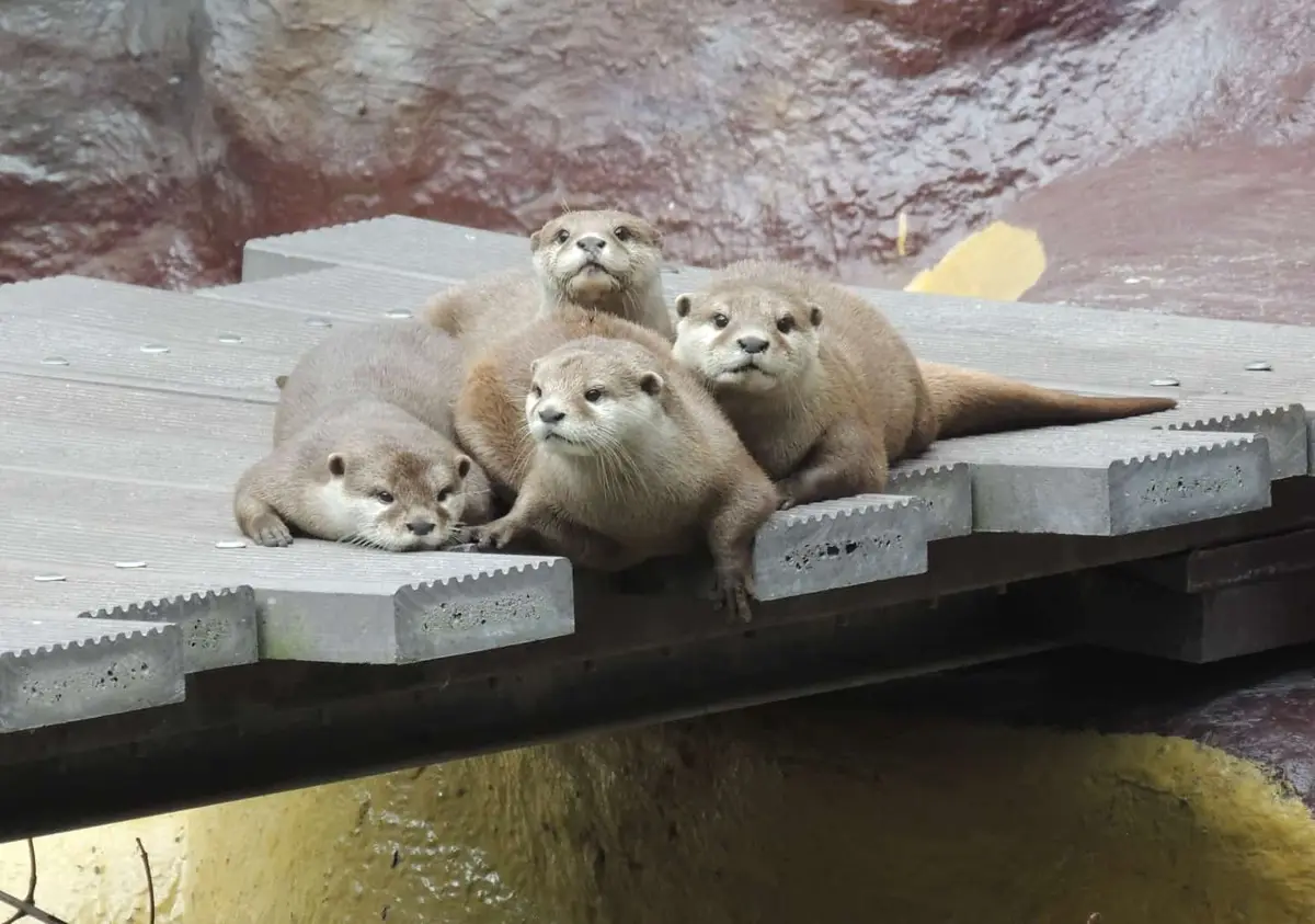 Der Zoo-Landau in der Pfalz