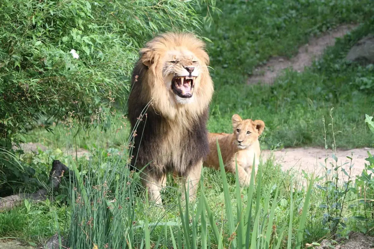 Zoo Leipzig