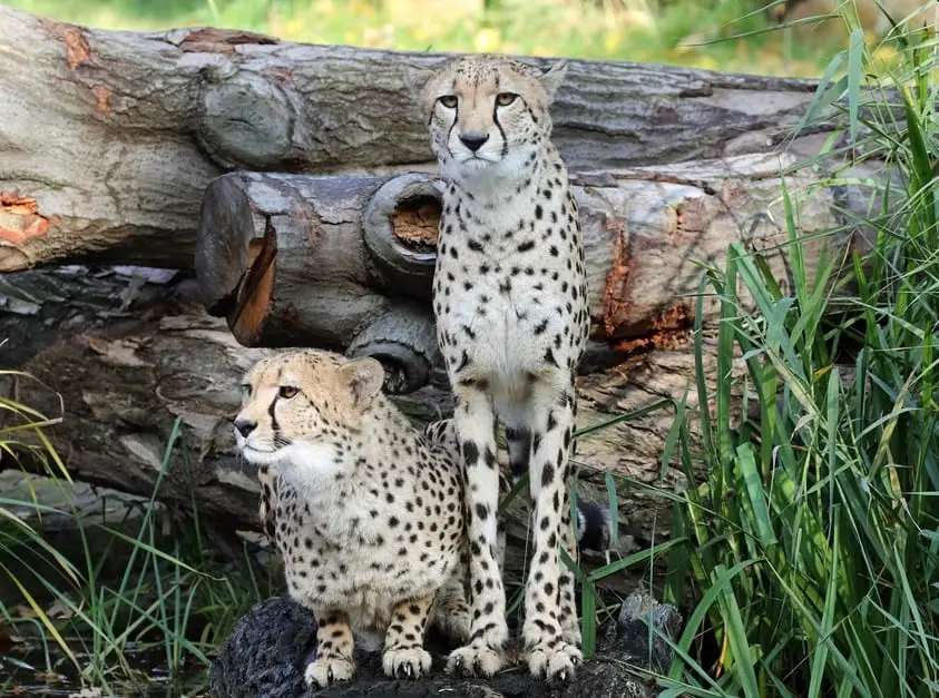 Zoo Leipzig