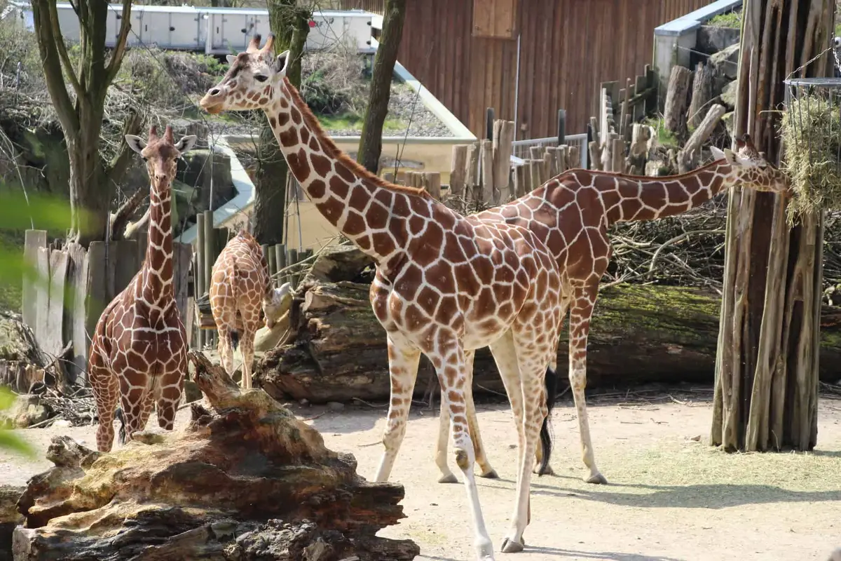Zoo Osnabrück