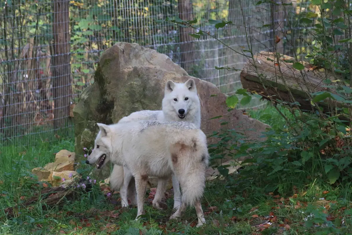 Zoo Osnabrück