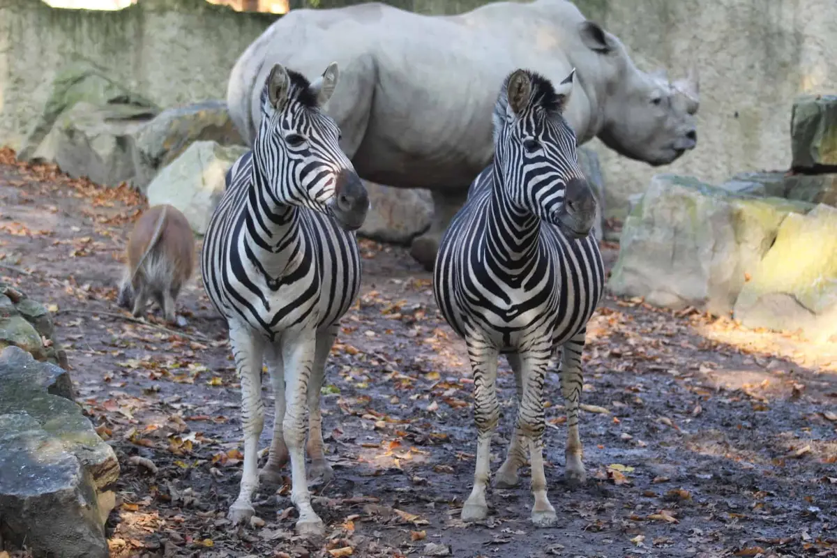 Zoo Osnabrück