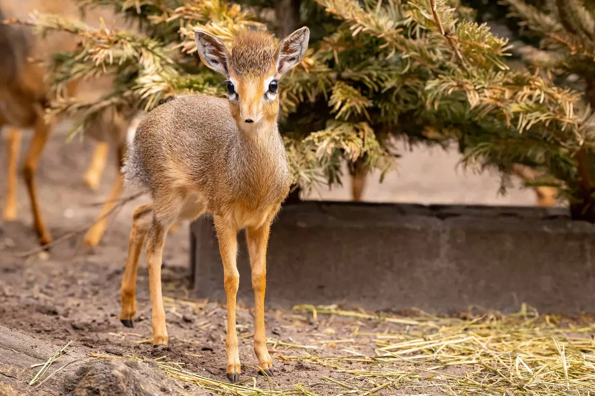 Zoologischer Garten Berlin