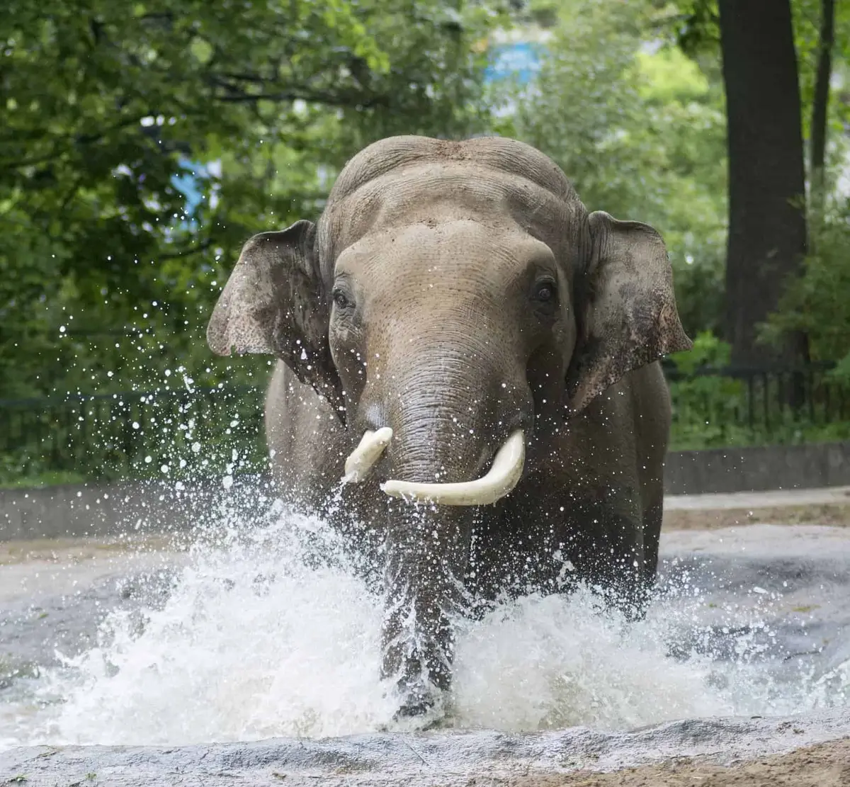 Zoologischer Garten Berlin