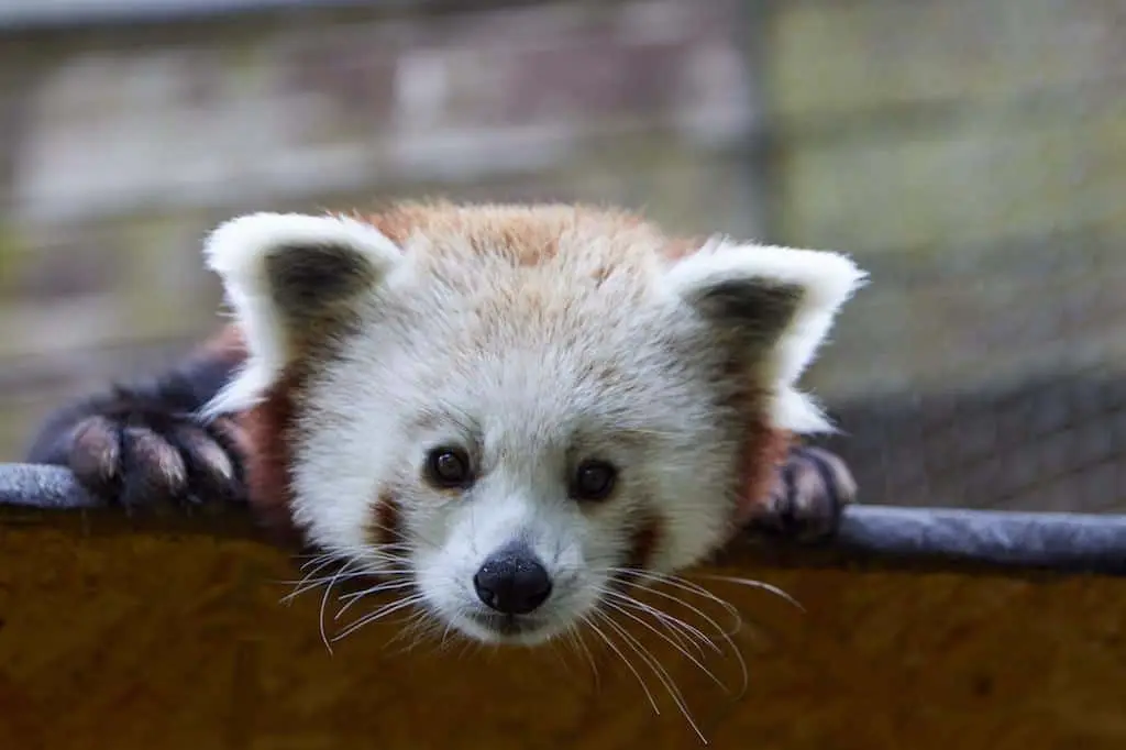 Zoologischer Garten Schwerin