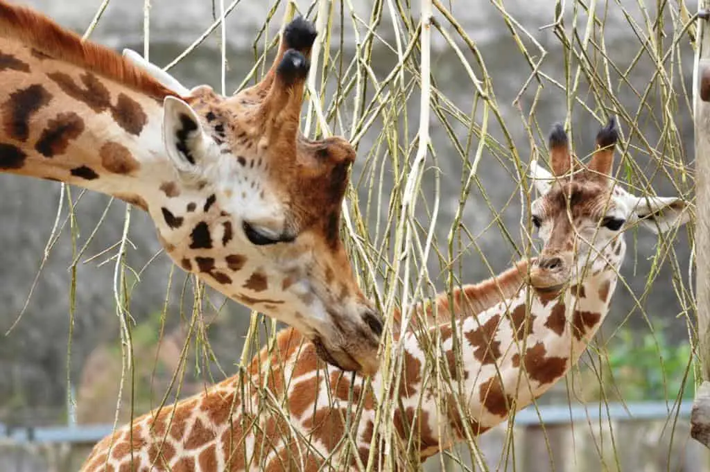 Zoologischer Garten Schwerin