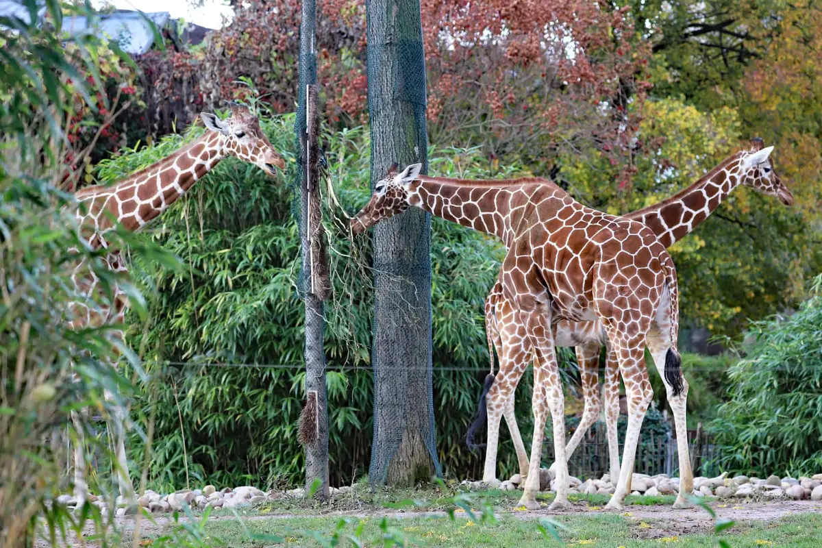 Zoologischer Stadtgarten Karlsruhe